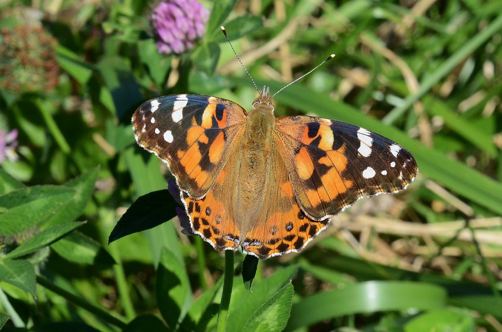 133 2012-08297909 West Millbury, MA.JPG - Painted Lady (Vanessa Cardui). Pearson's Elmhurst Dairy Farm, West Millbury, MA, 8-29-2012